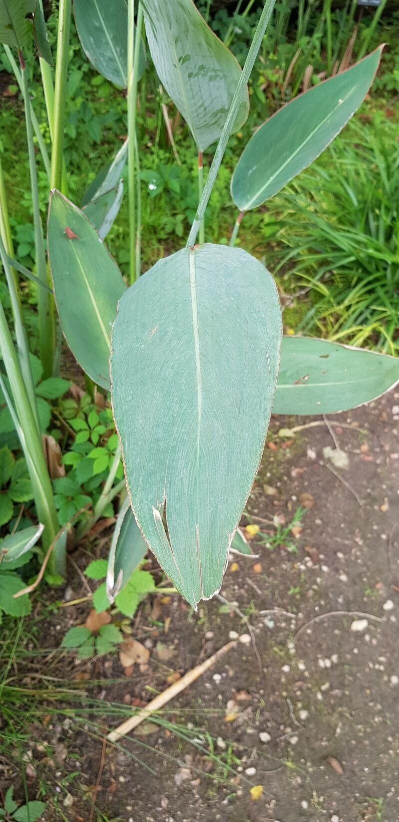 Thalia dealbata leaf