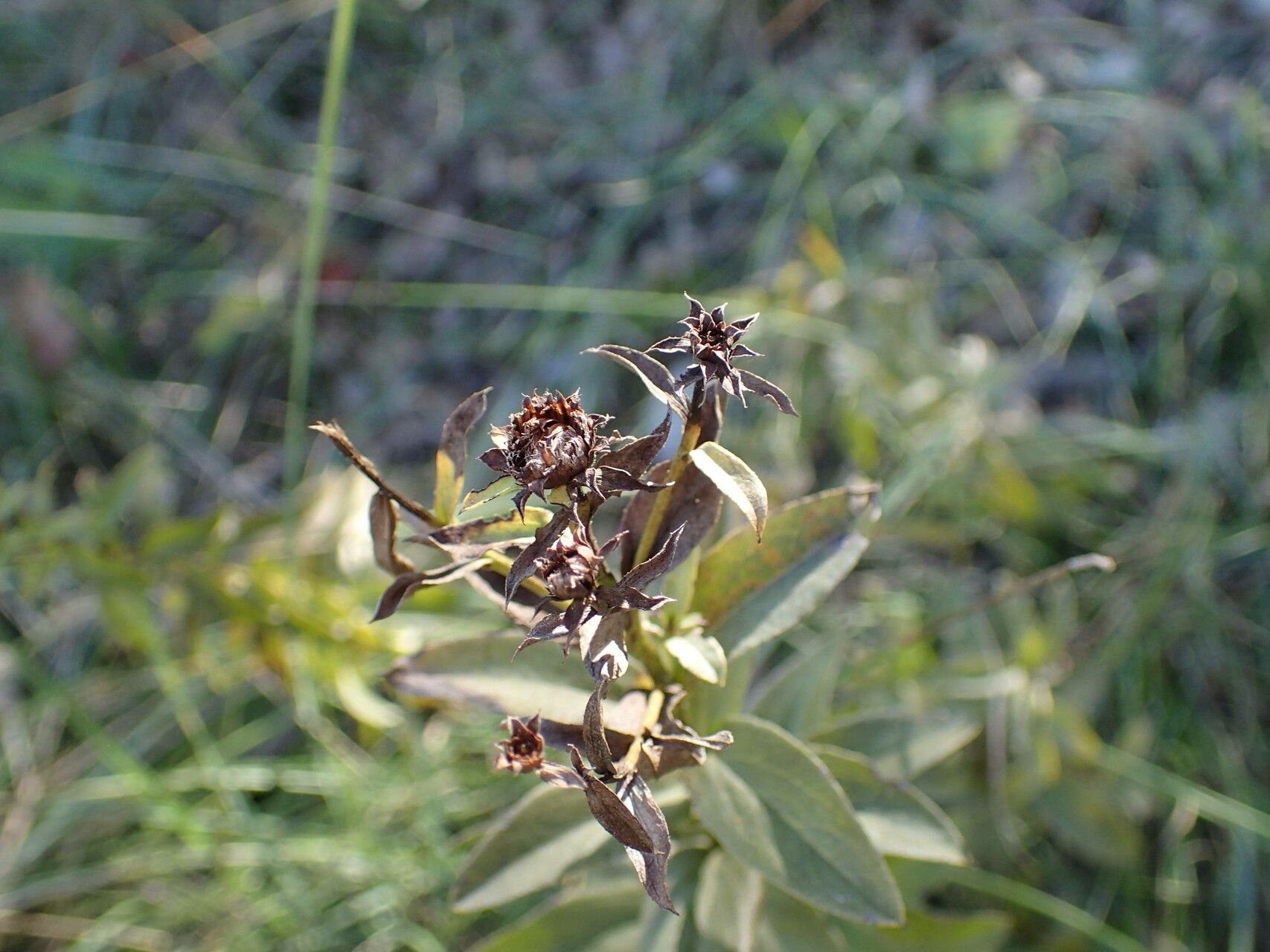 Pentanema spiraeifolium fruit