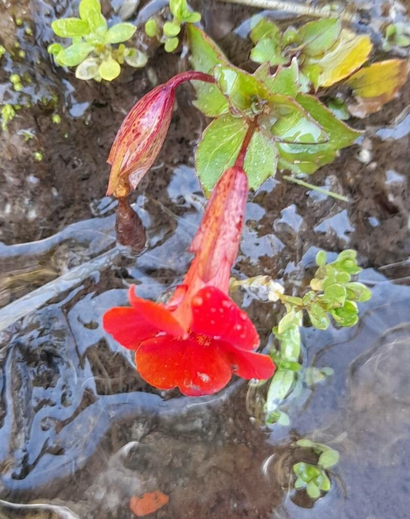 Erythranthe cuprea flower