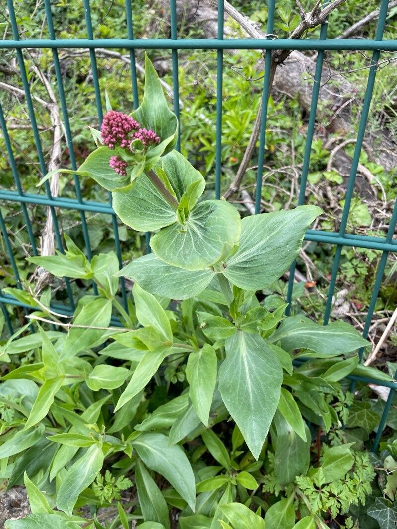 Centranthus spp. — search result for 'Centranthus'