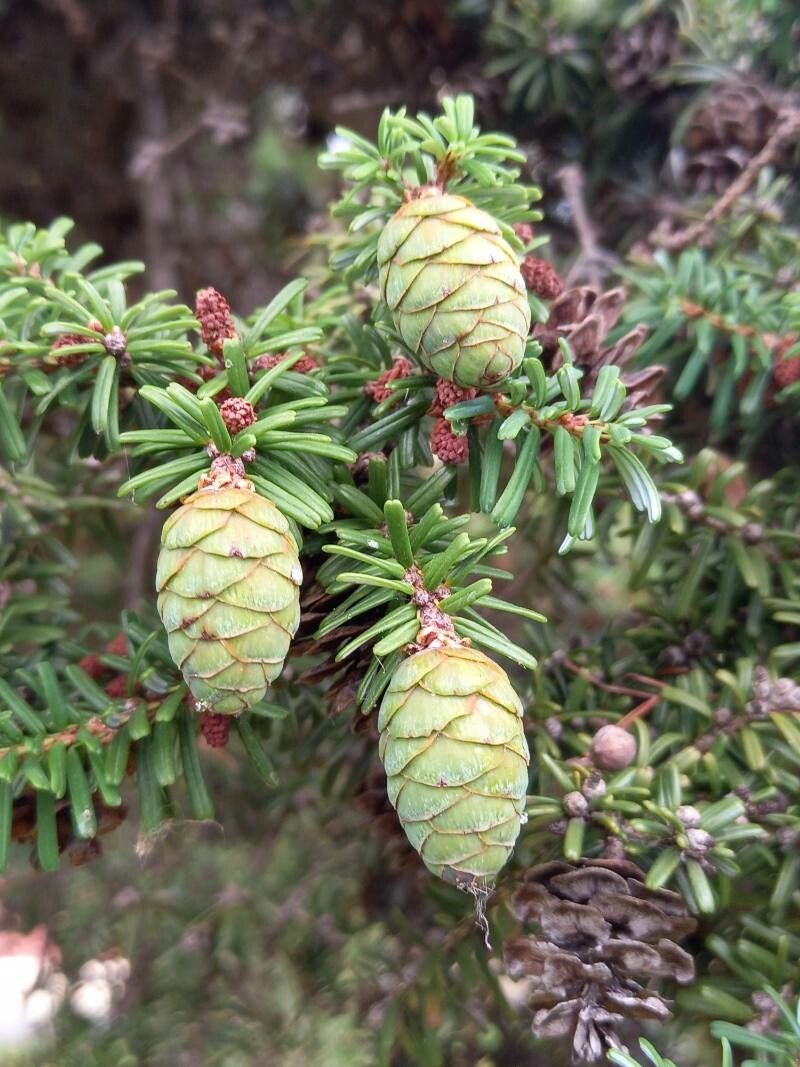 Tsuga diversifolia fruit