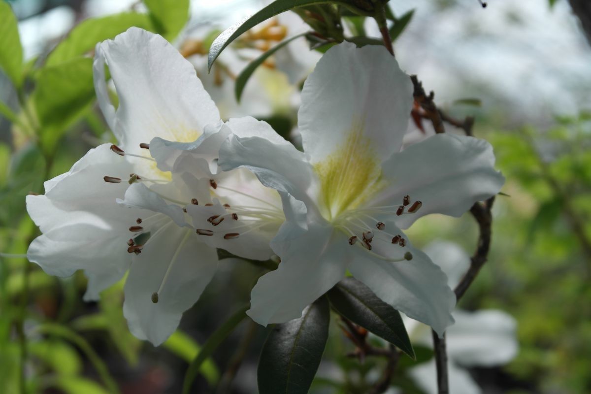 Rhododendron dendricola — houseplant care guide