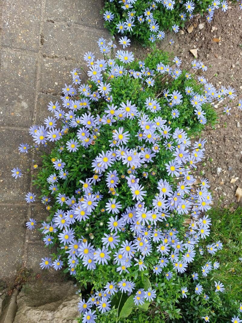 Felicia aethiopica flower