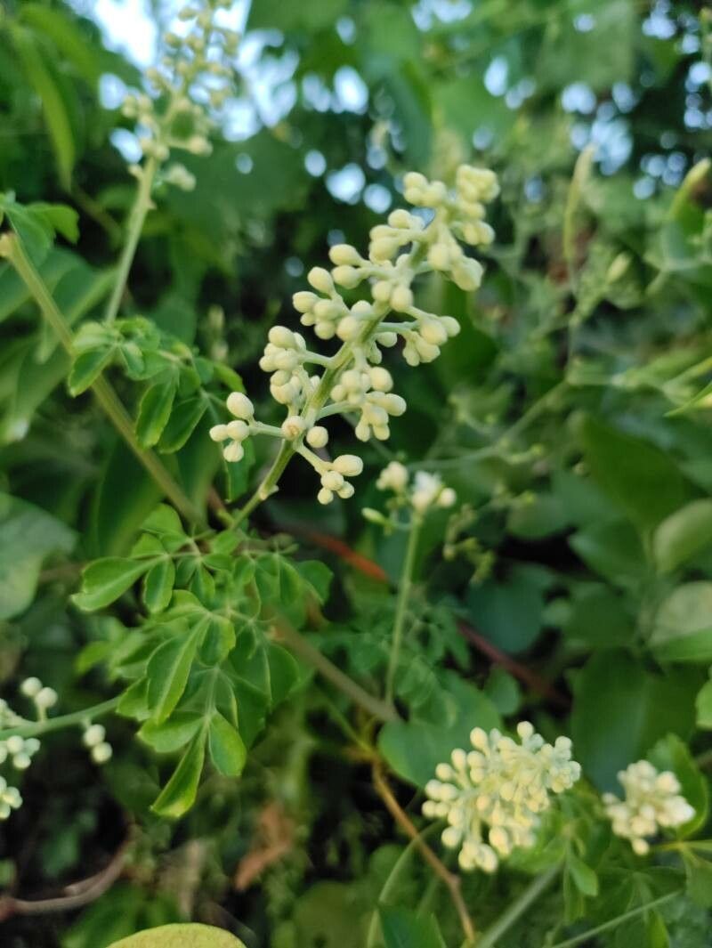 Serjania polyphylla flower