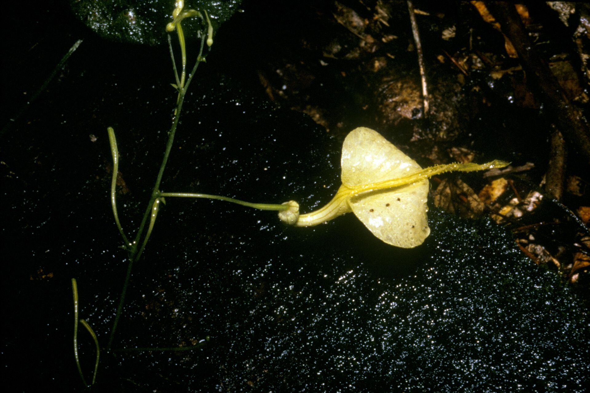 Aristolochia flava — search result for 'Aristolochia'