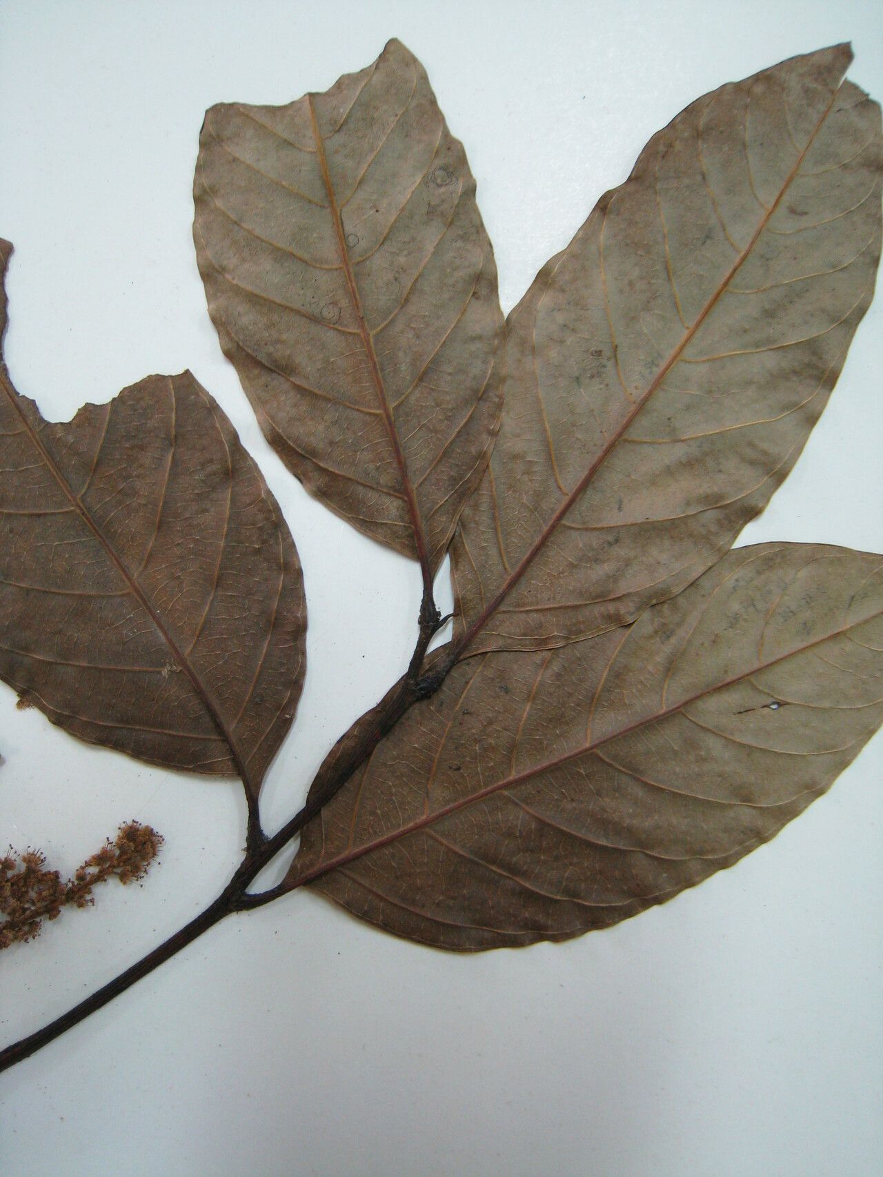 Matayba camptoneura — related species from the same genus