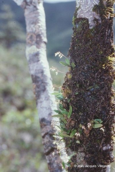 Bulbophyllum argyropus habit