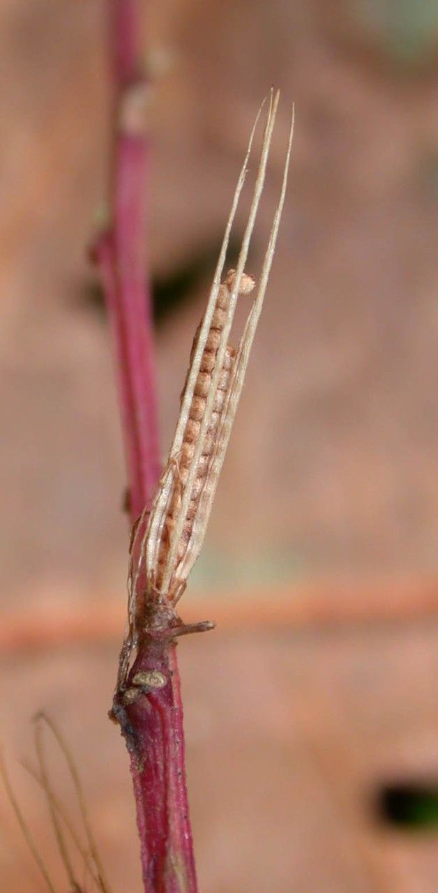 Ludwigia affinis fruit