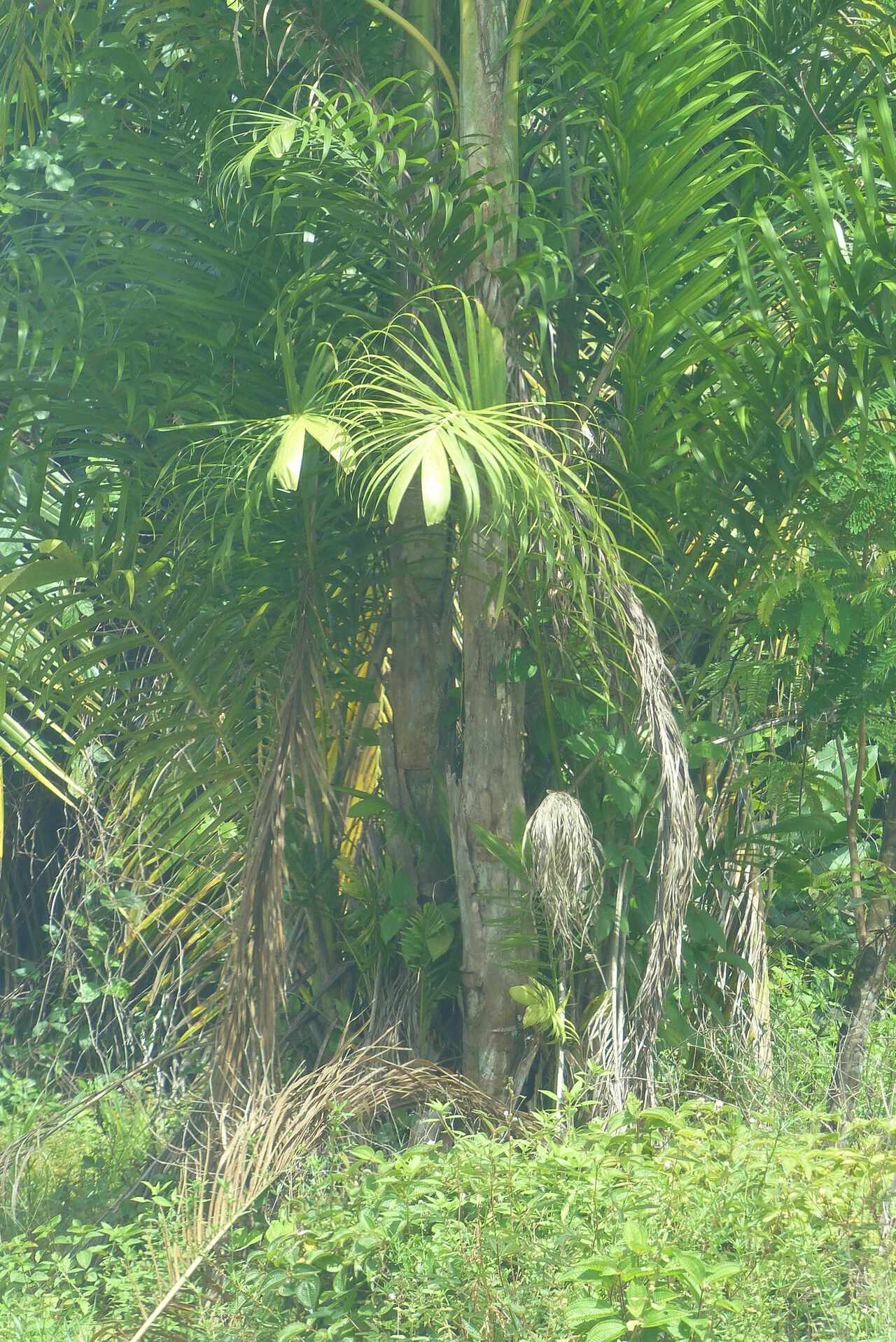 Syagrus stratincola bark