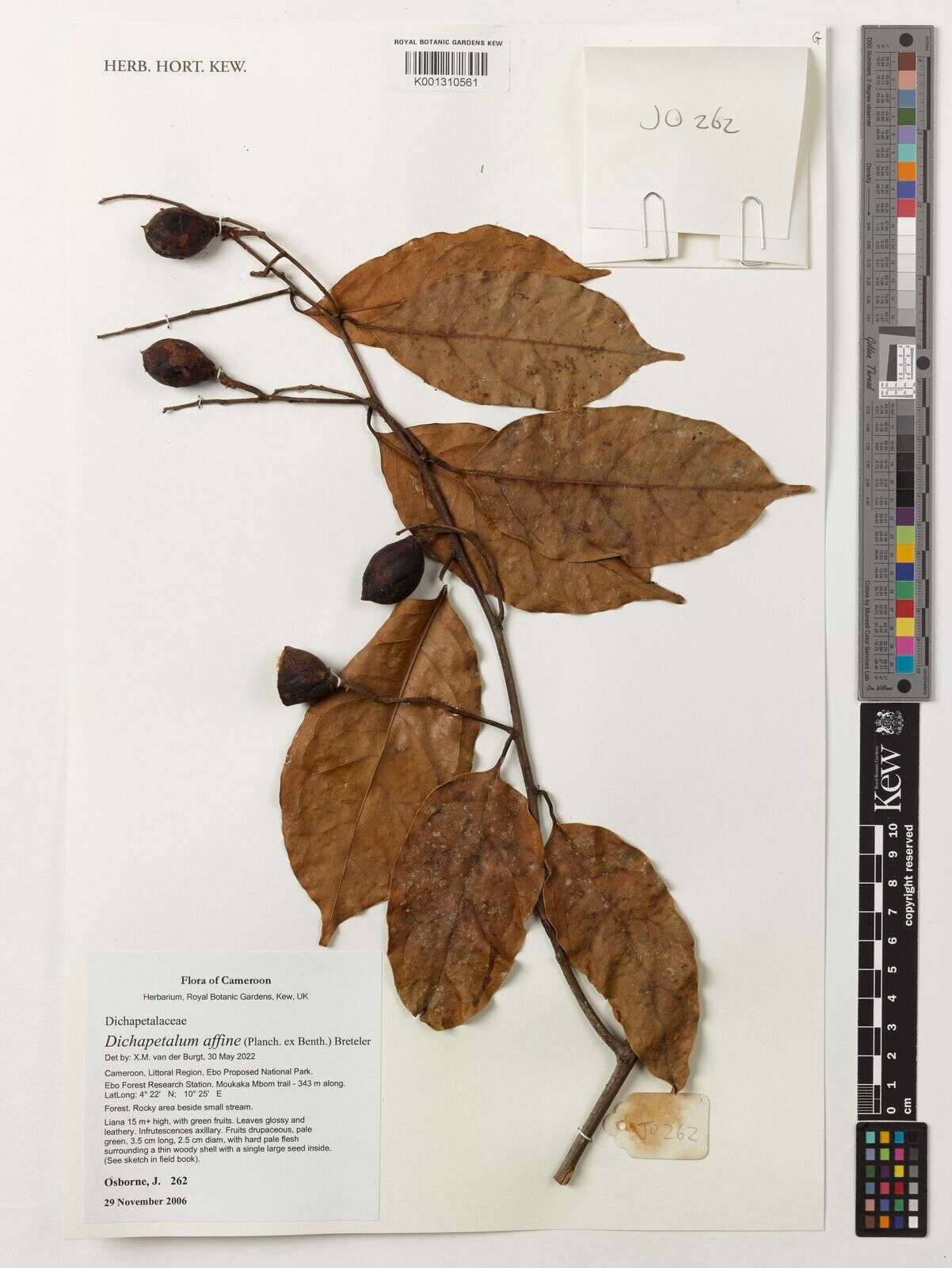 Dichapetalum affine — related species from the same genus