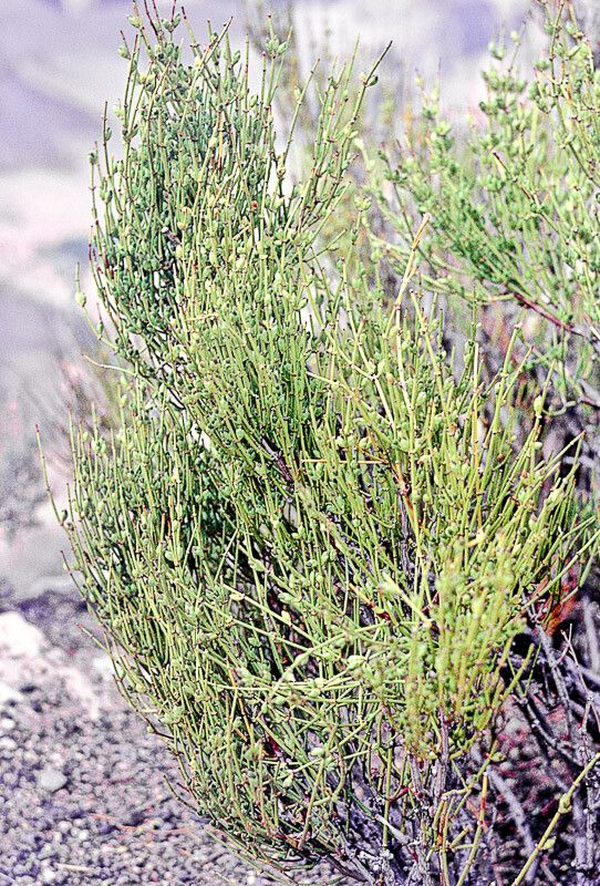 Ephedra viridis bark