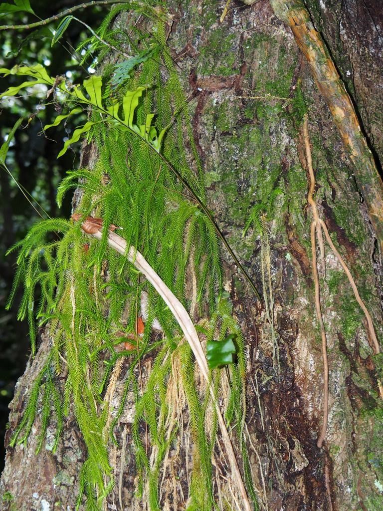 Phlegmariurus ignambiensis habit