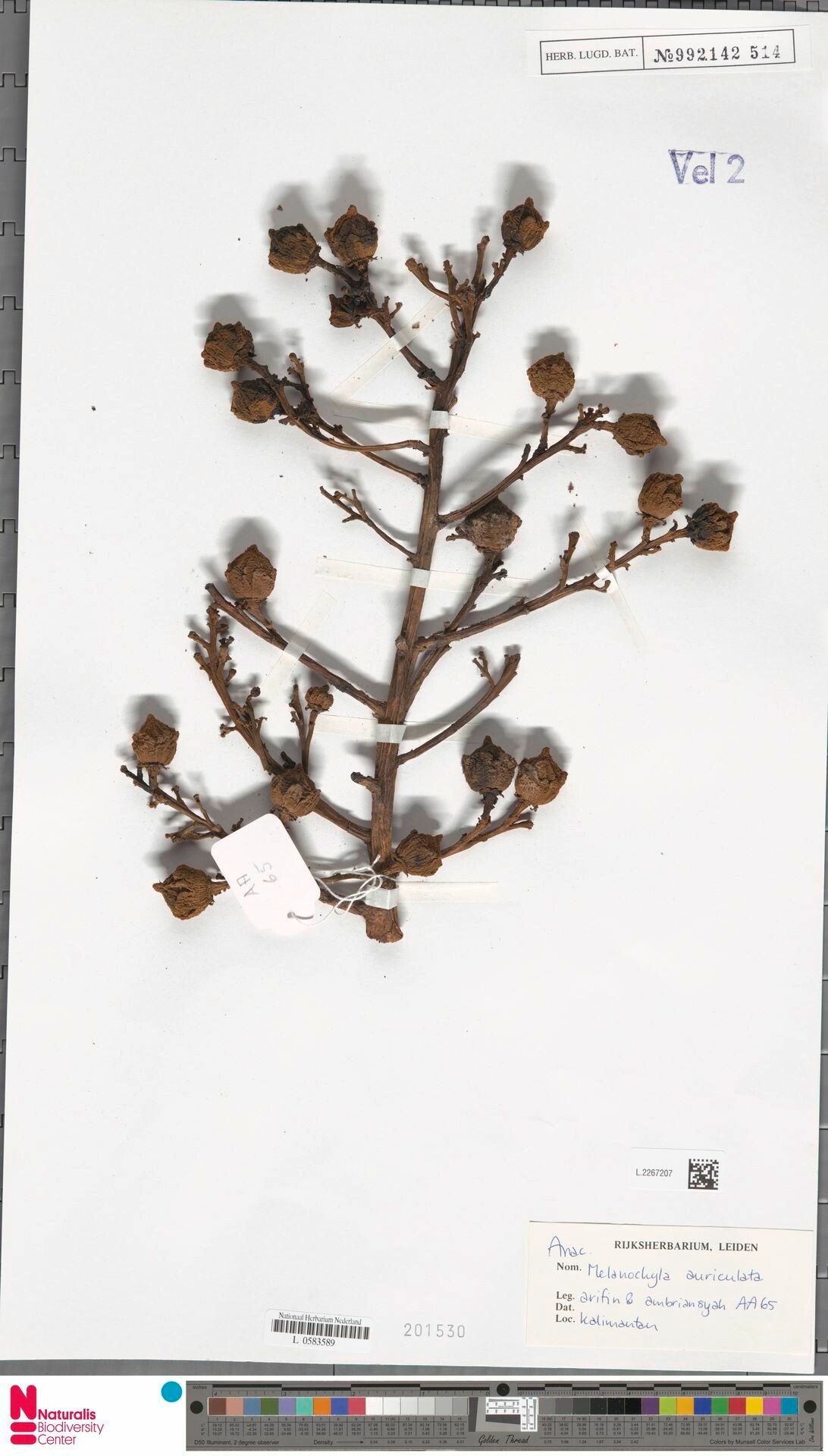 Melanochyla auriculata — related species from the same genus