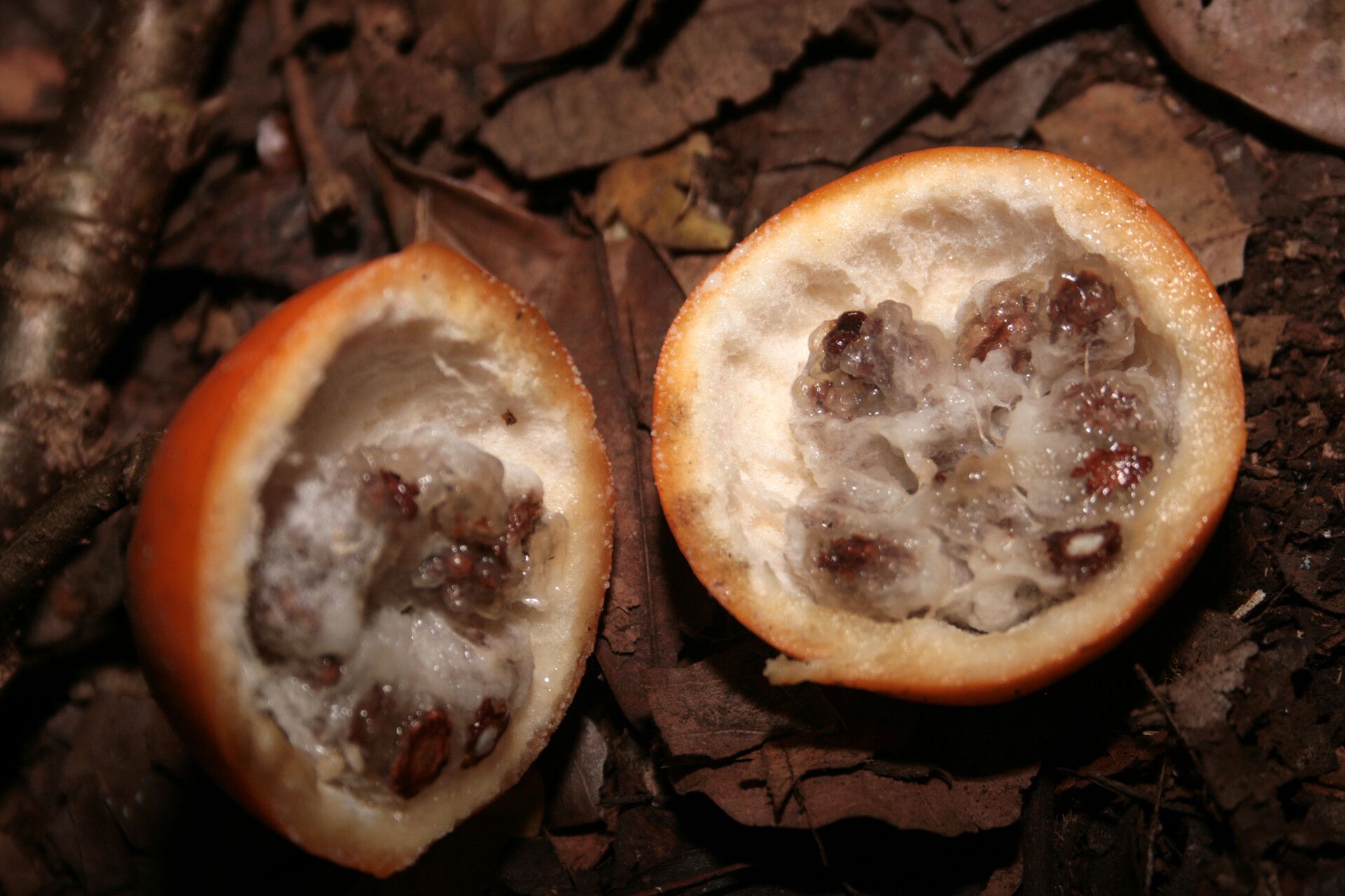 Carica microcarpa fruit