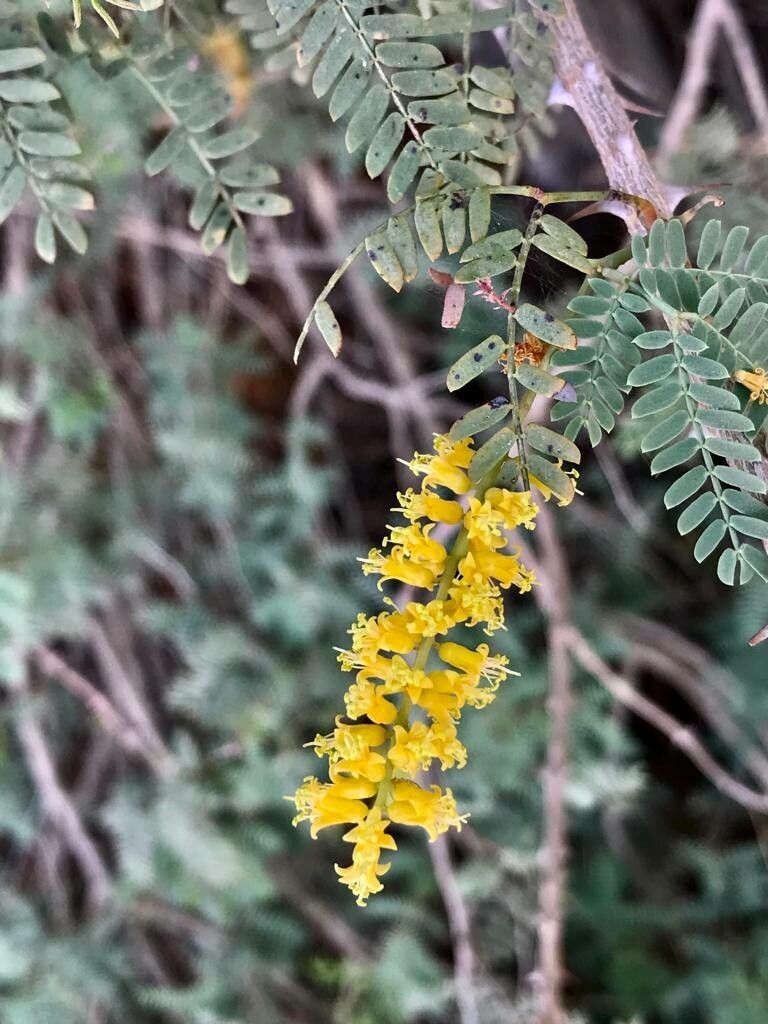 Prosopis koelziana flower