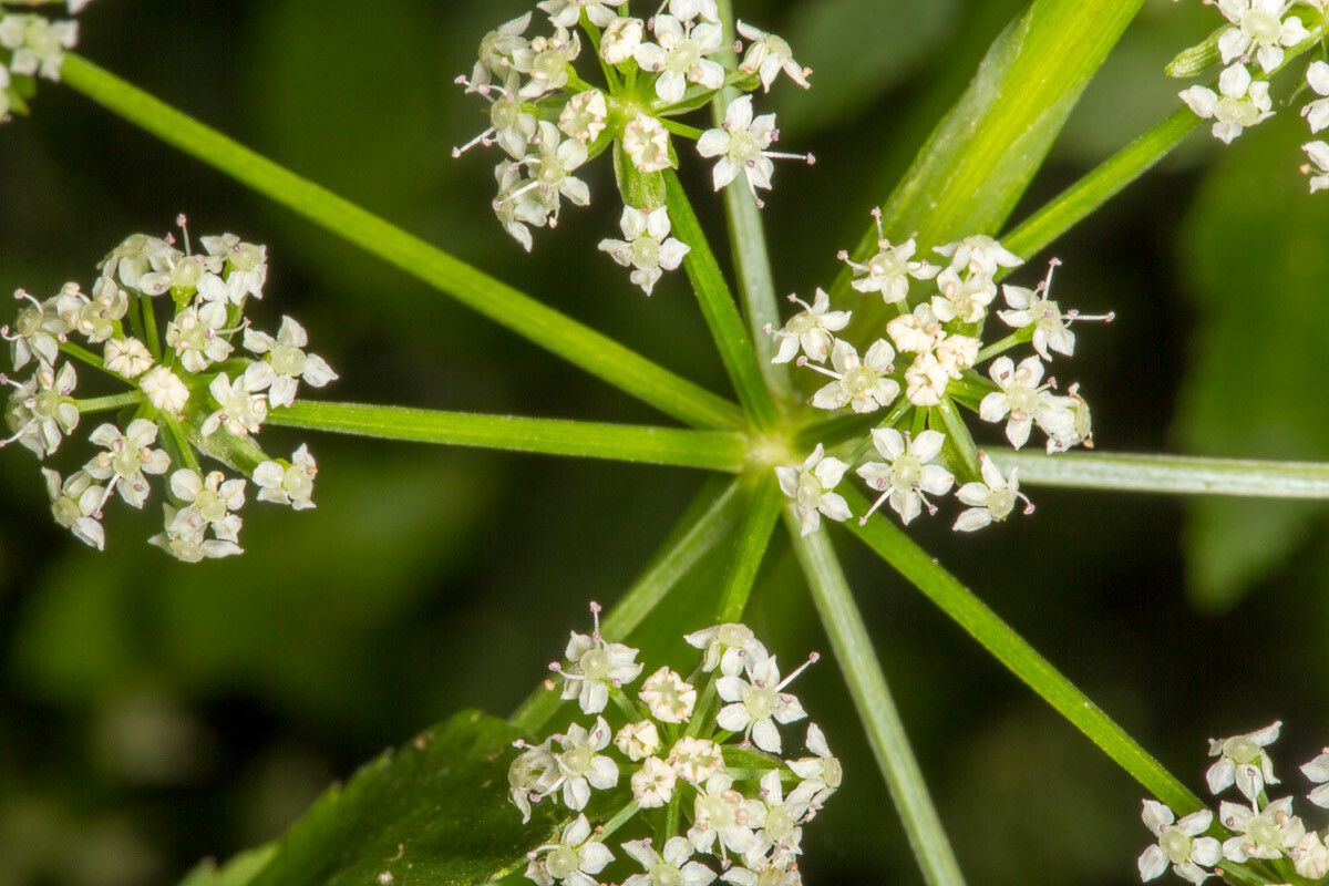 Apium nodiflorum flower