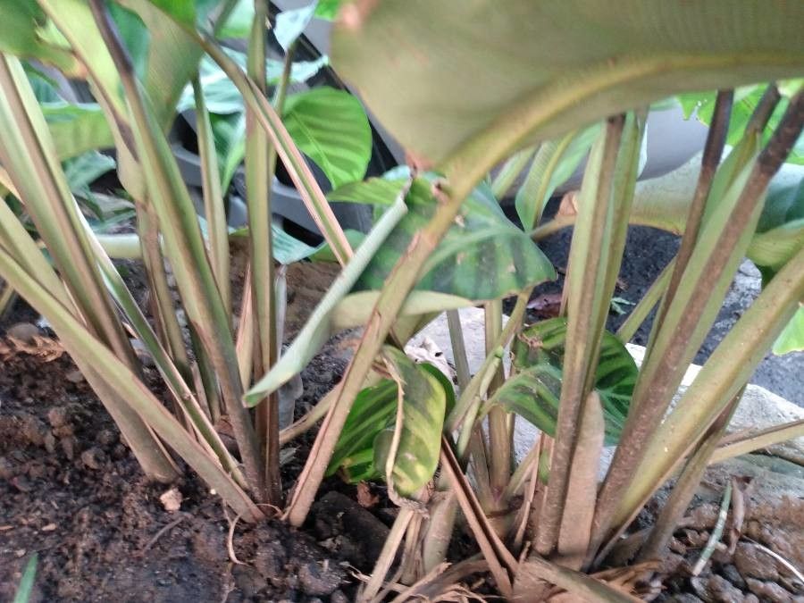 Calathea zebrina bark