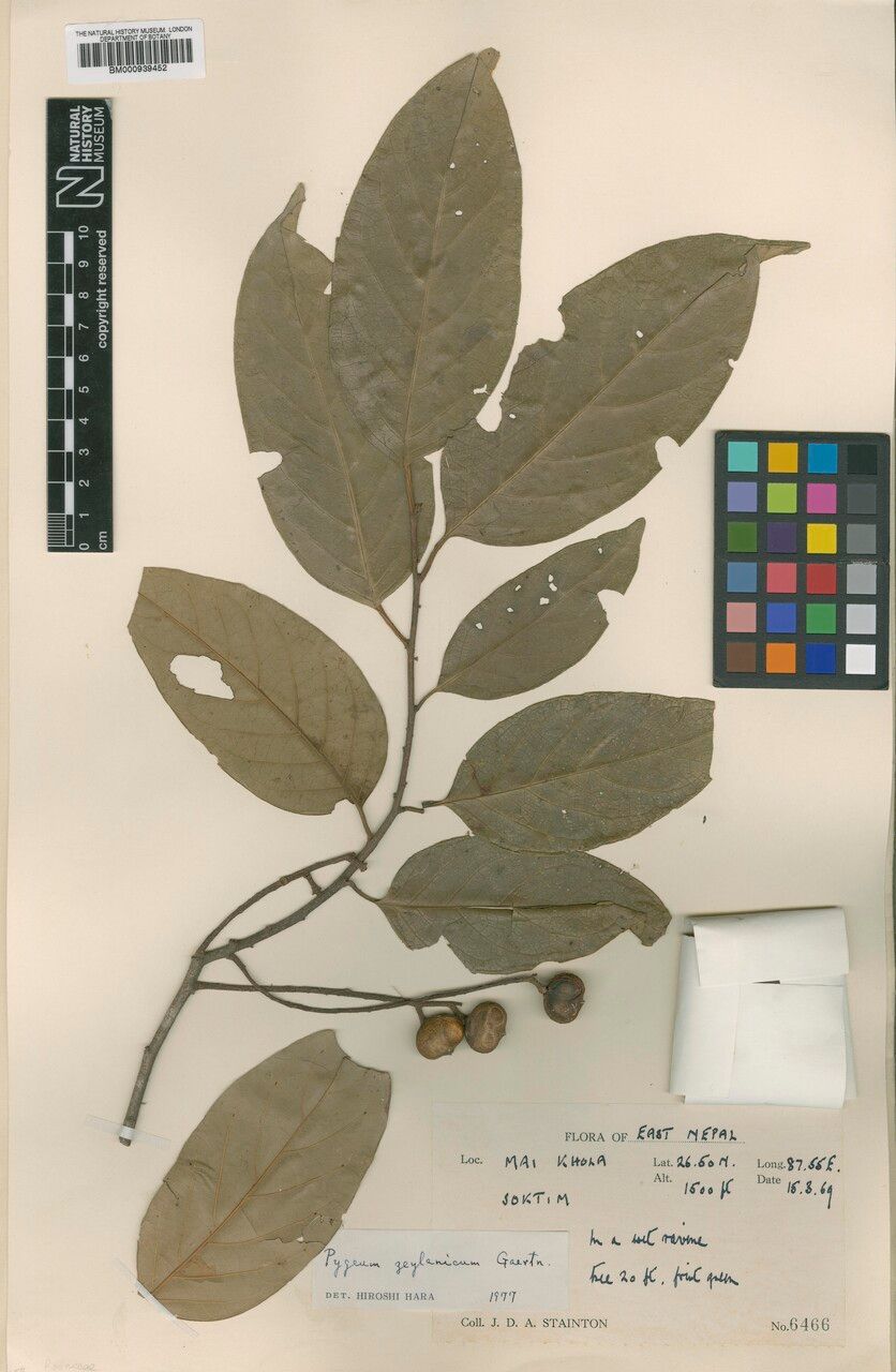 Prunus walkeri — houseplant care guide