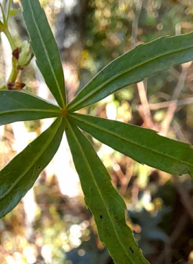 Cissus palmata — houseplant care guide