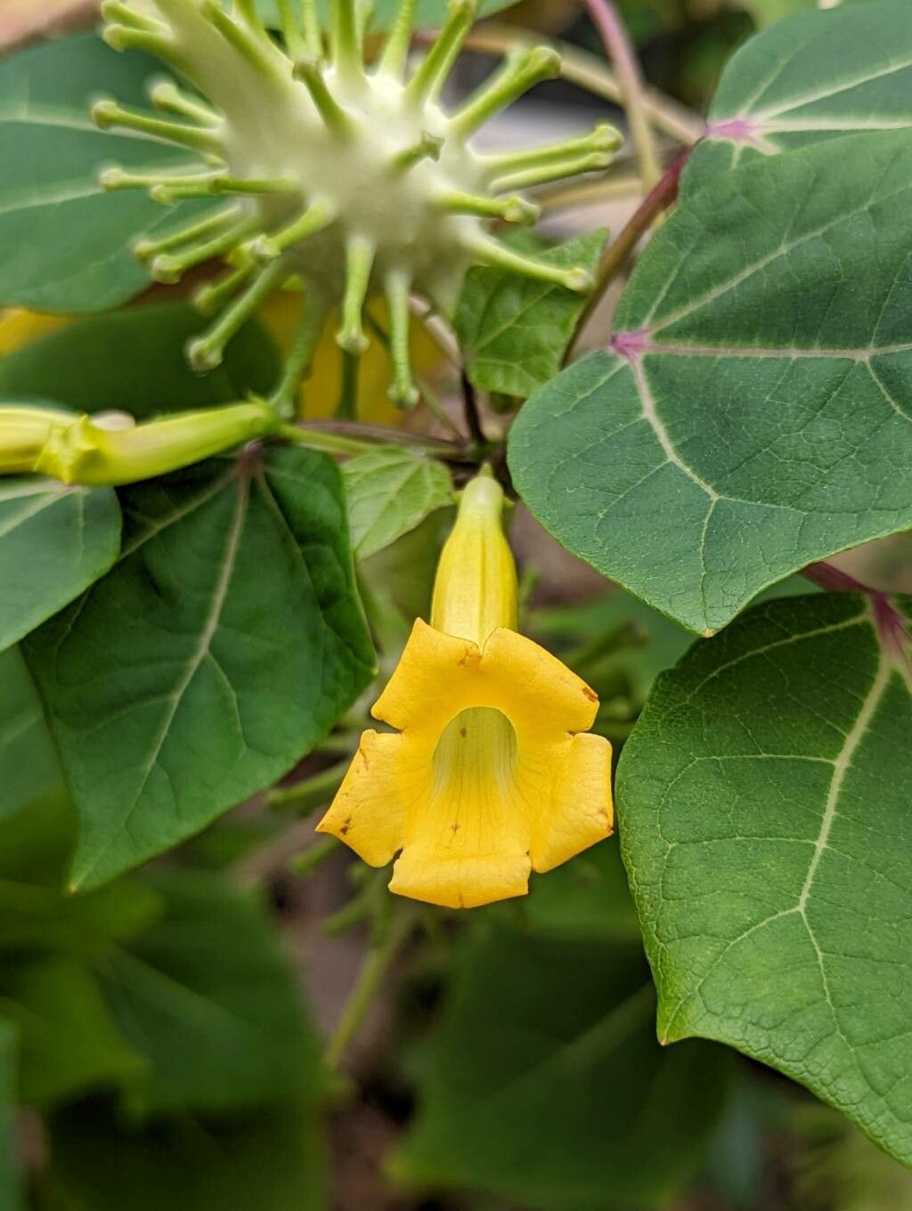 Uncarina perrieri flower