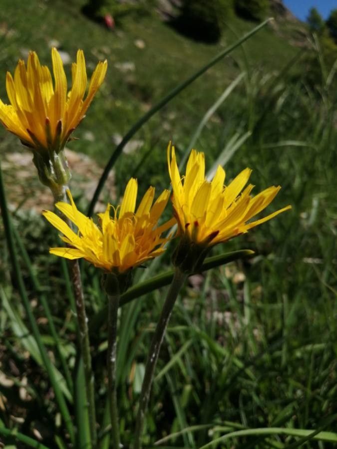 Scorzonera aristata flower