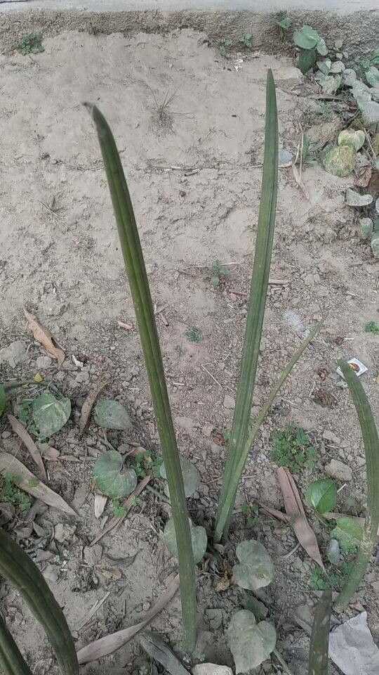 Dracaena pearsonii bark