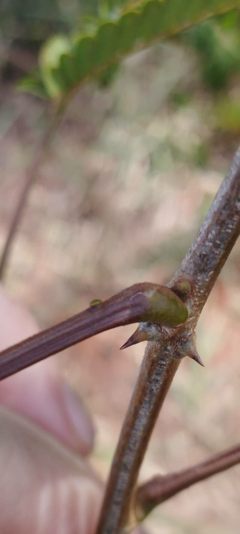 Senegalia polyphylla bark