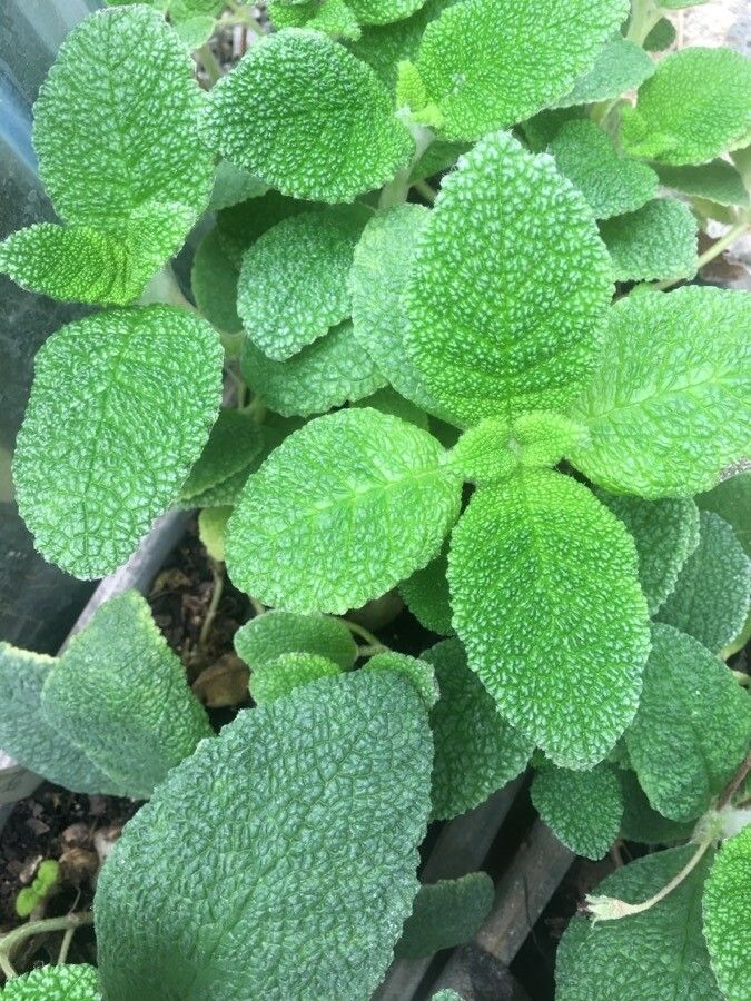 Sinningia bullata leaf