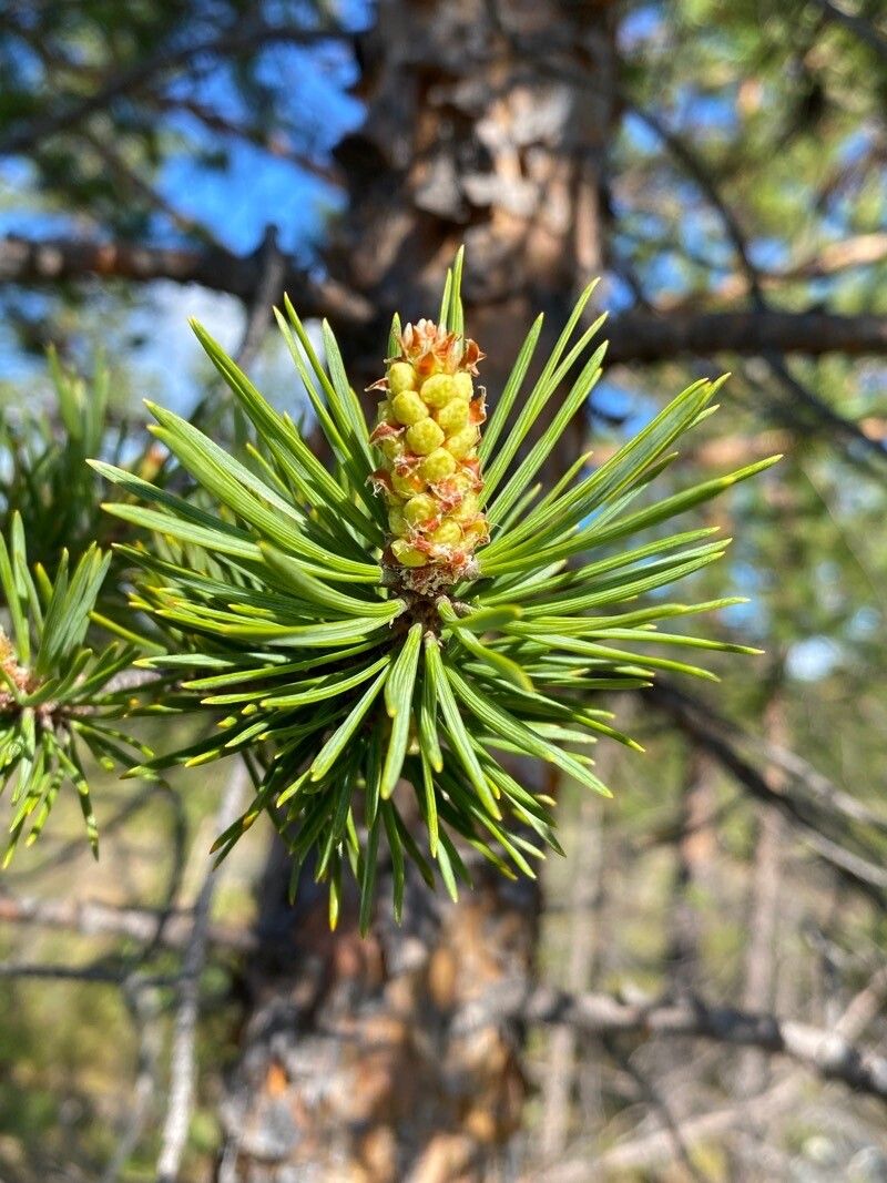 Pinus banksiana flower