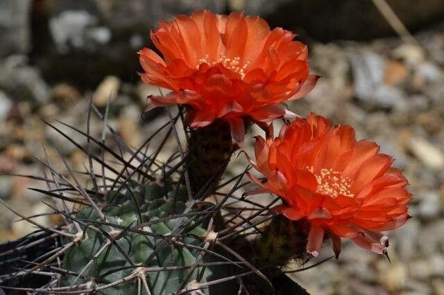 Acanthocalycium thionanthum flower