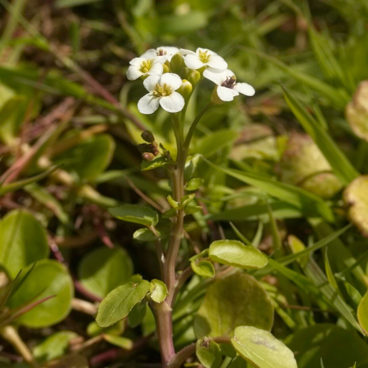 Nasturtium microphyllum flower