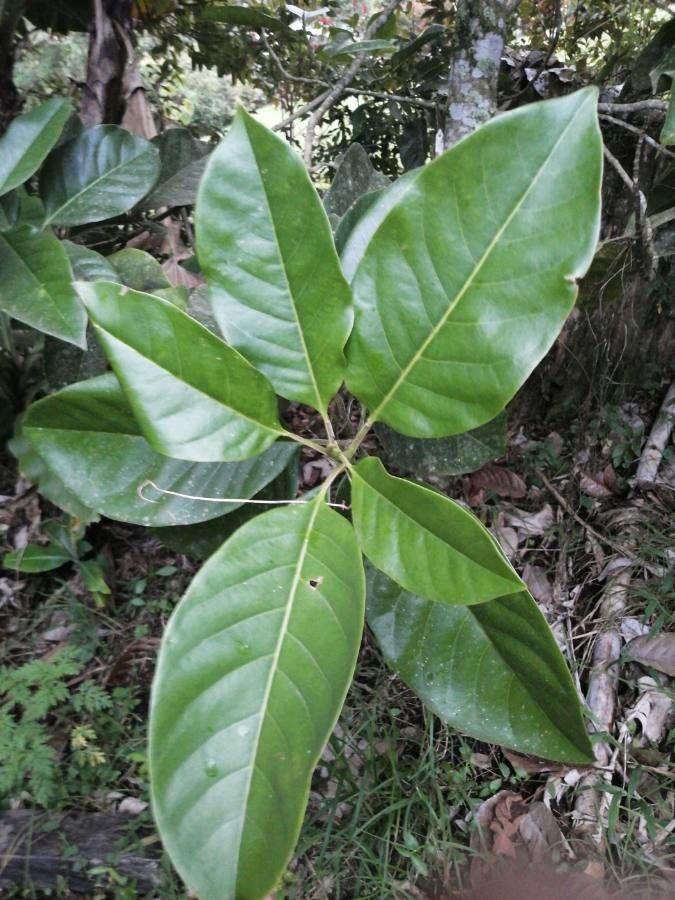 Magnolia polyhypsophylla — search result for 'Magnoliaceae'