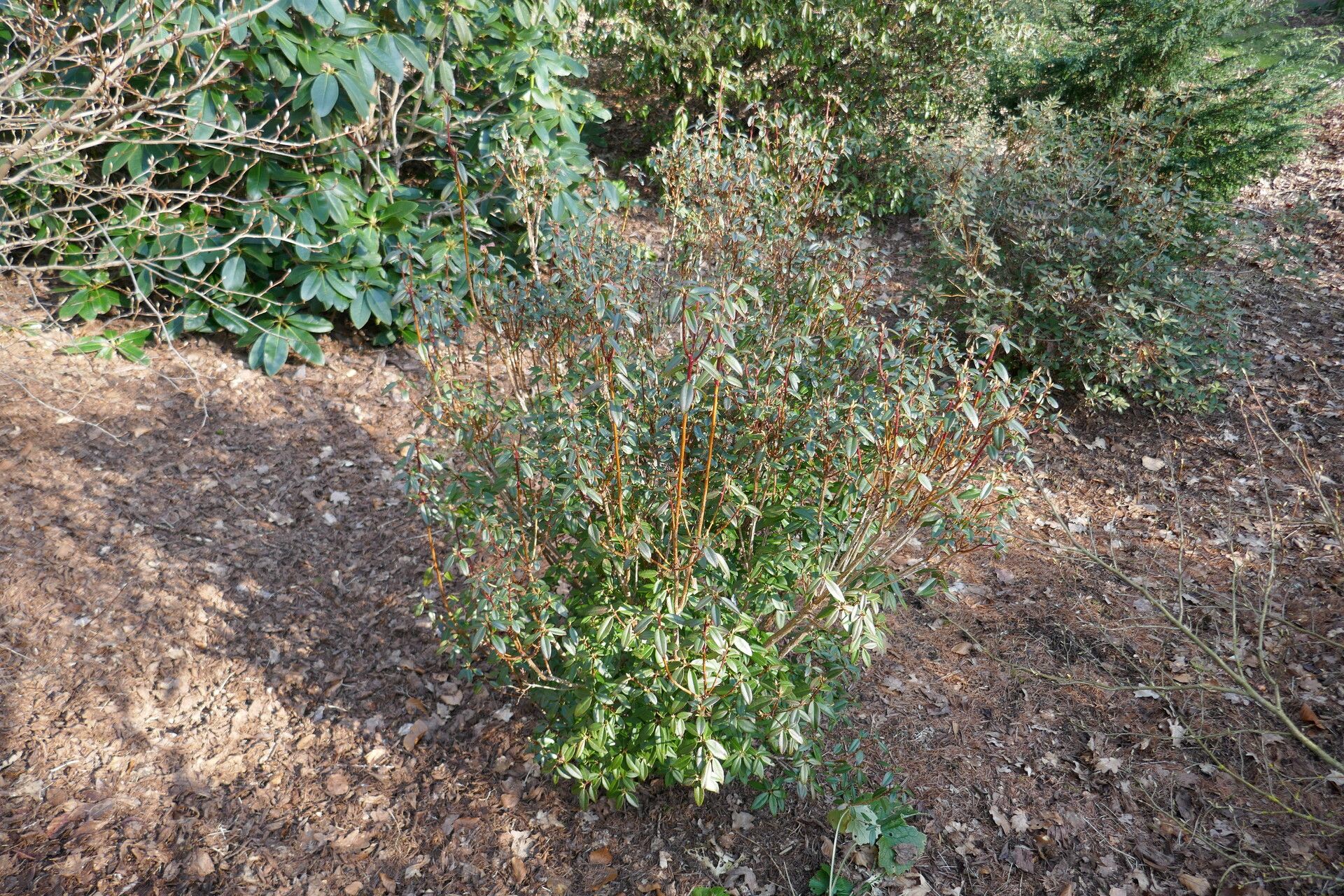 Rhododendron bracteatum habit