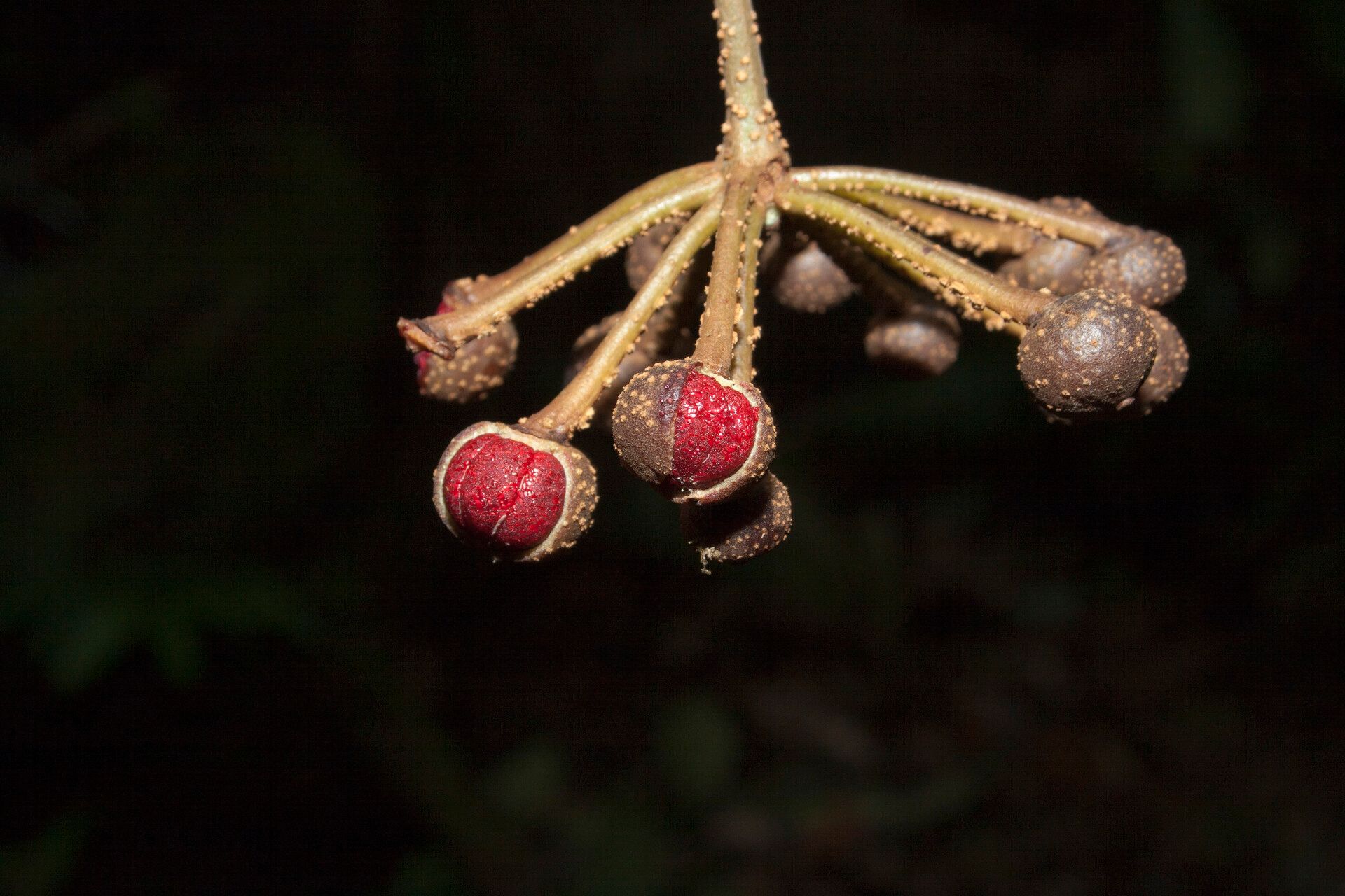 Marcgravia pedunculosa fruit