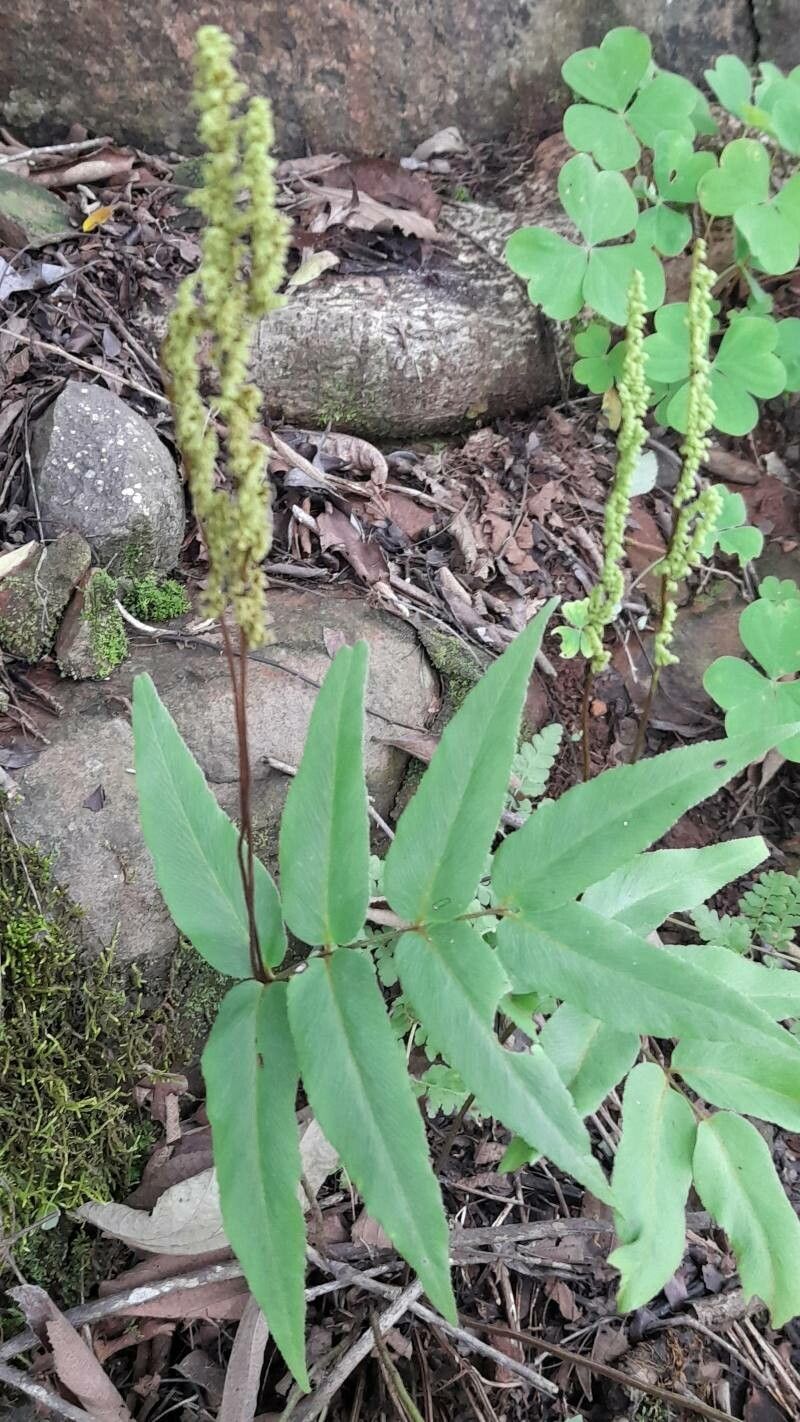 Anemia phyllitidis habit