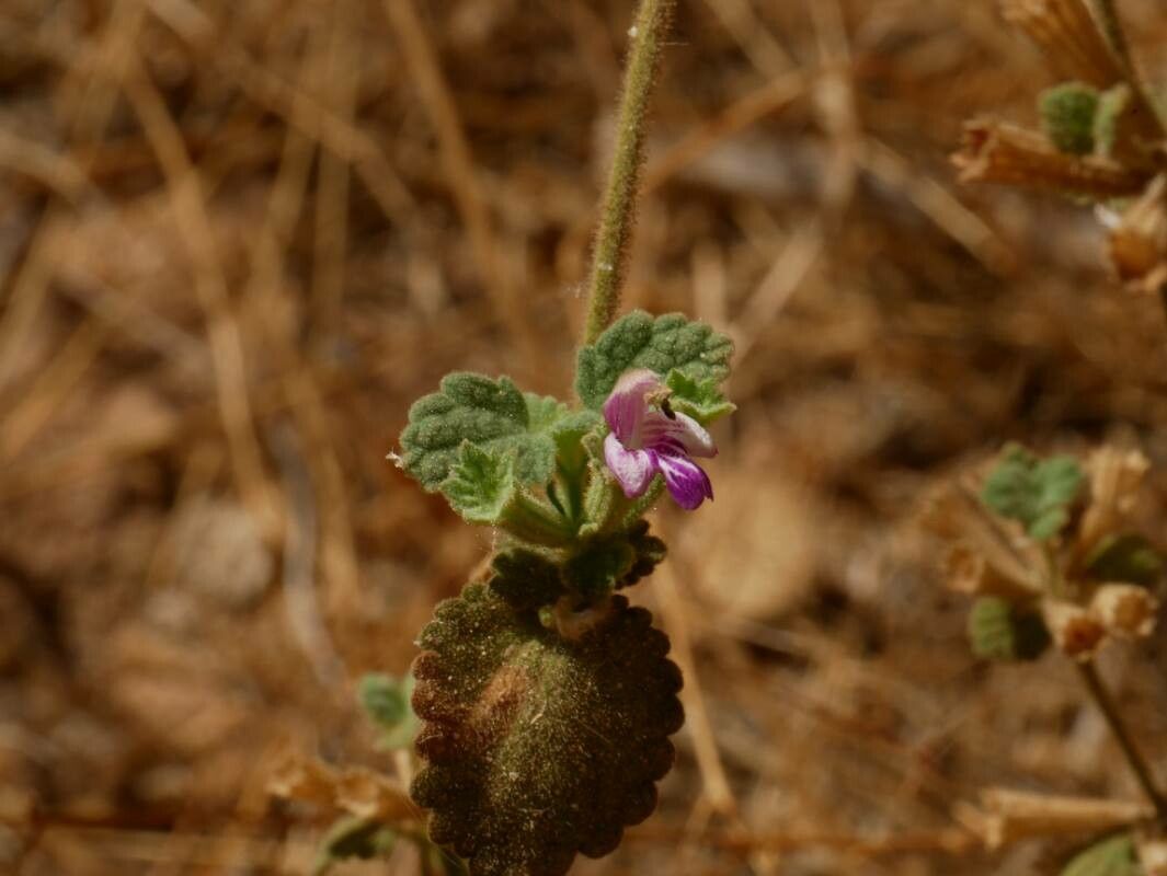 Ballota saxatilis other
