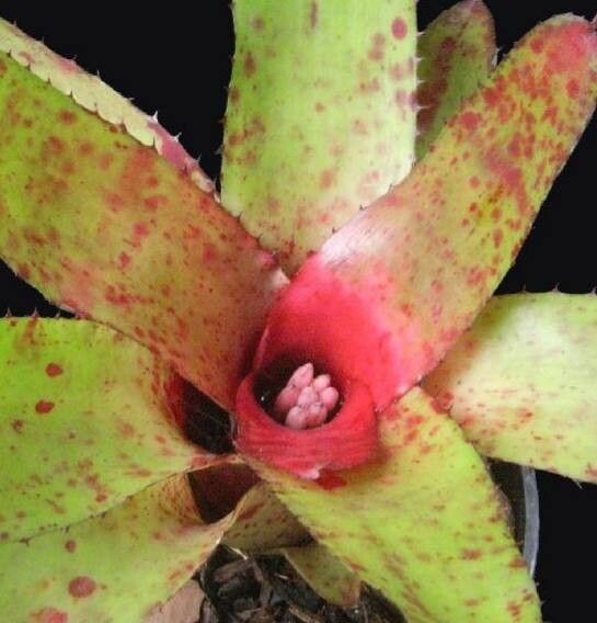 Neoregelia olens — houseplant care guide