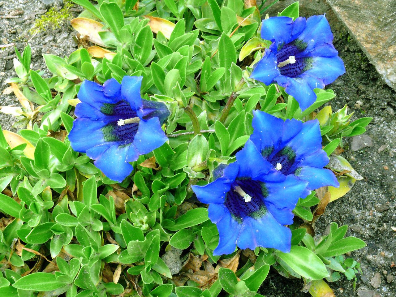 Gentiana angustifolia flower