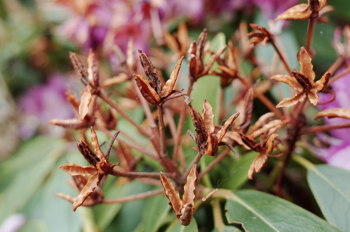 Rhododendron × planetum fruit