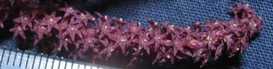 Dioscorea racemosa fruit