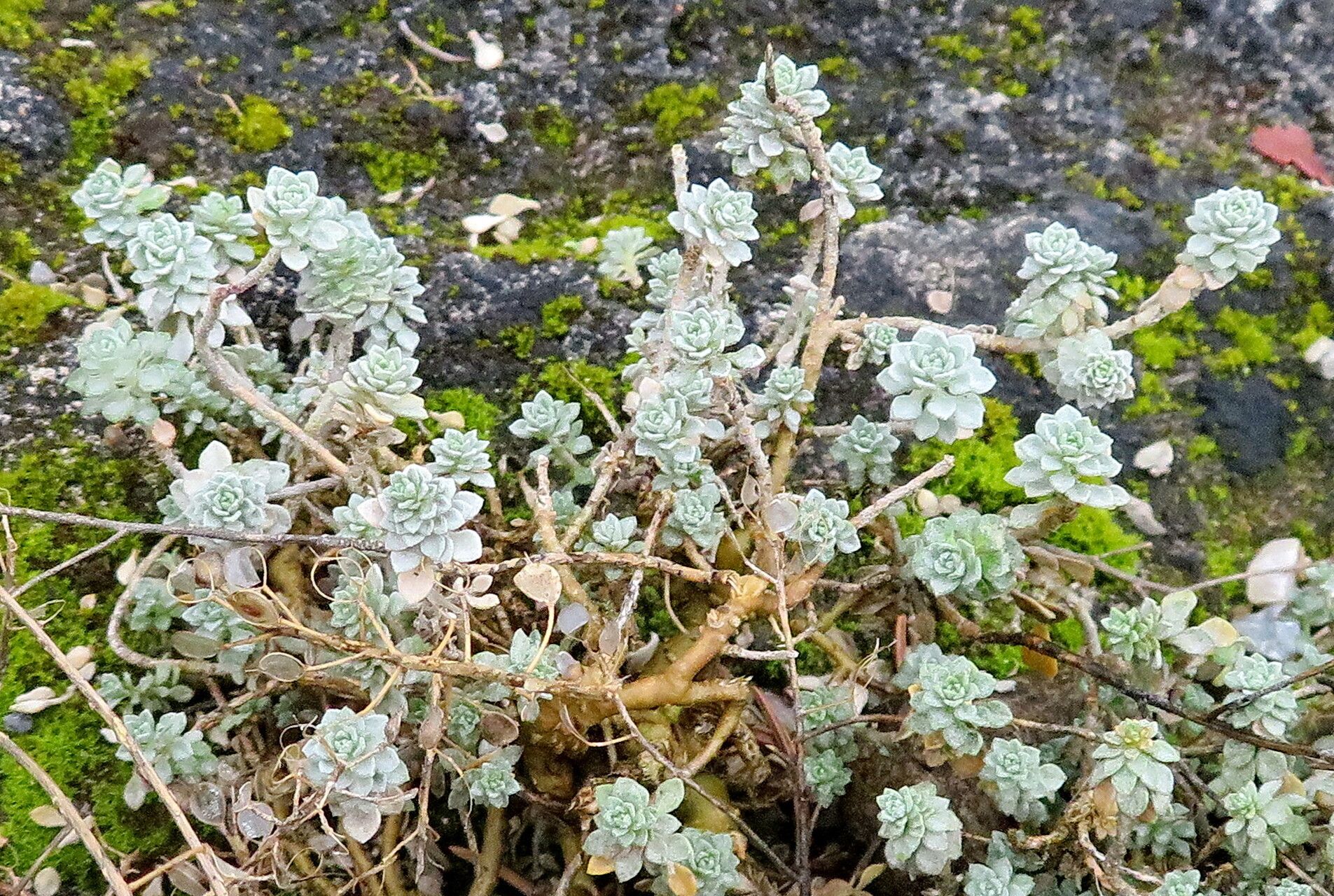 Odontarrhena oxycarpa — houseplant care guide