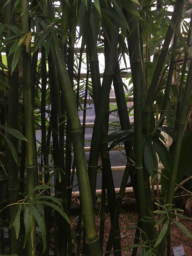 Semiarundinaria fastuosa bark