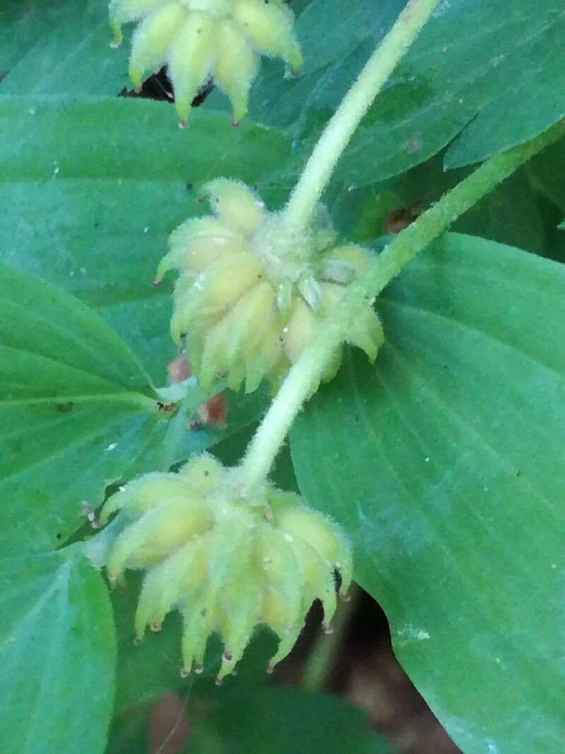 Anemone apennina fruit
