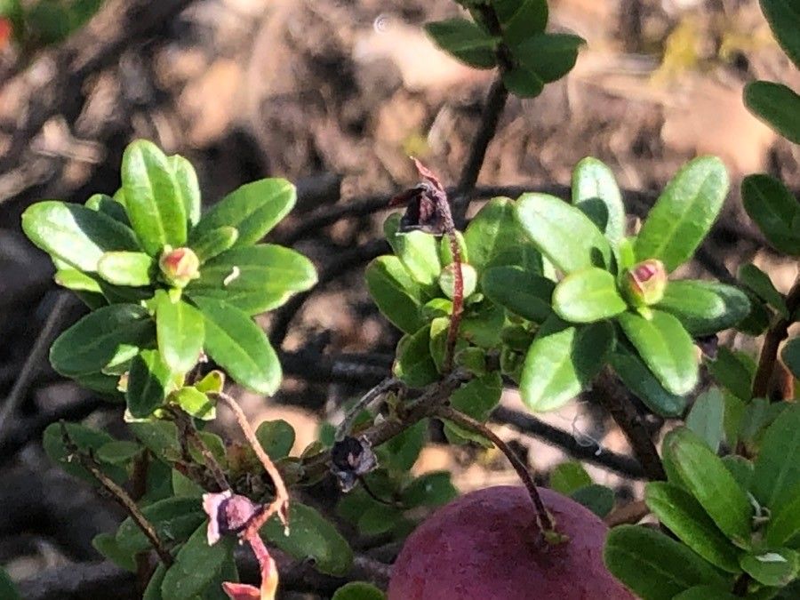 Vaccinium macrocarpon leaf