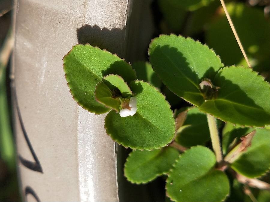 Lindernia diffusa leaf