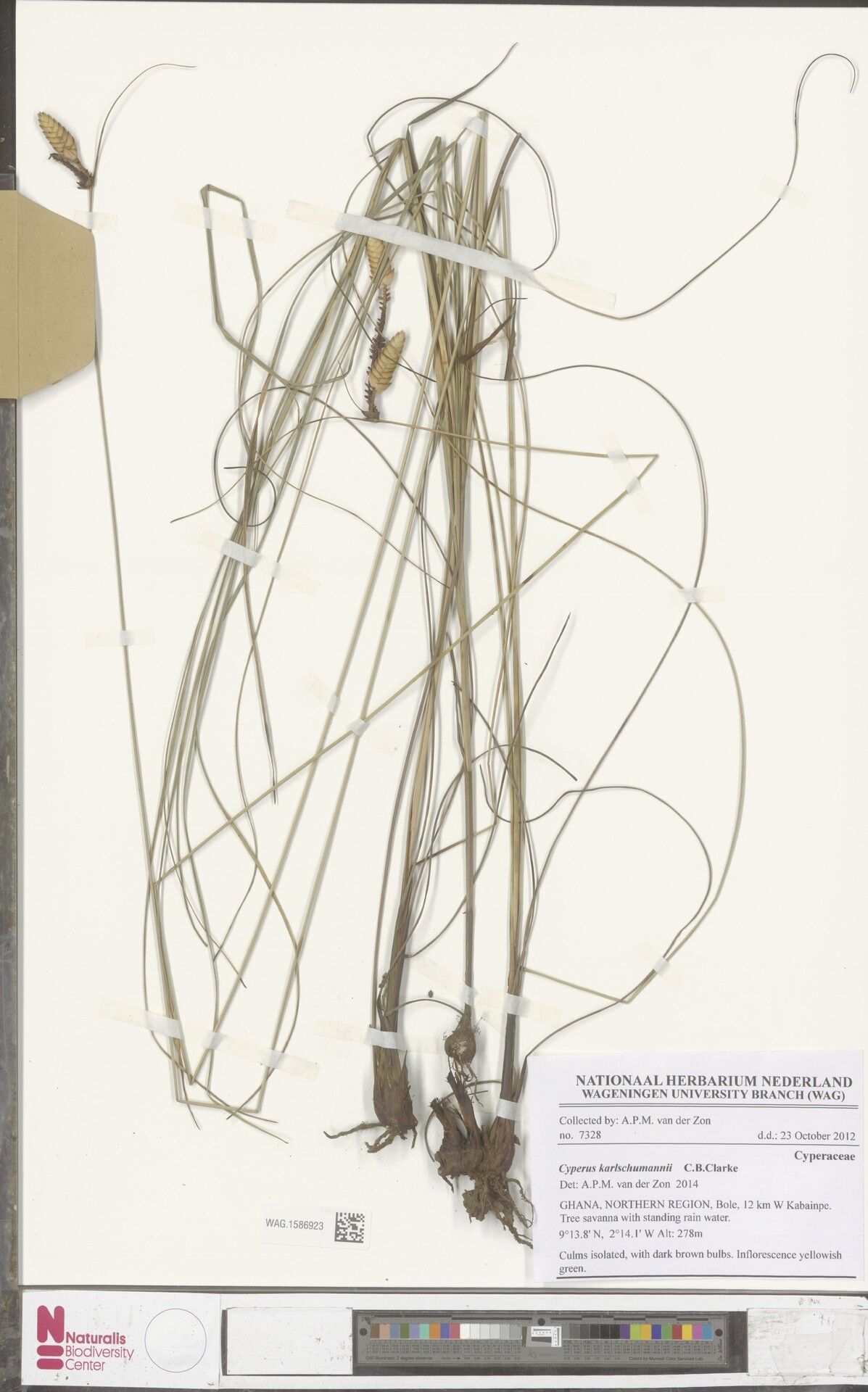 Cyperus karlschumannii — houseplant care guide