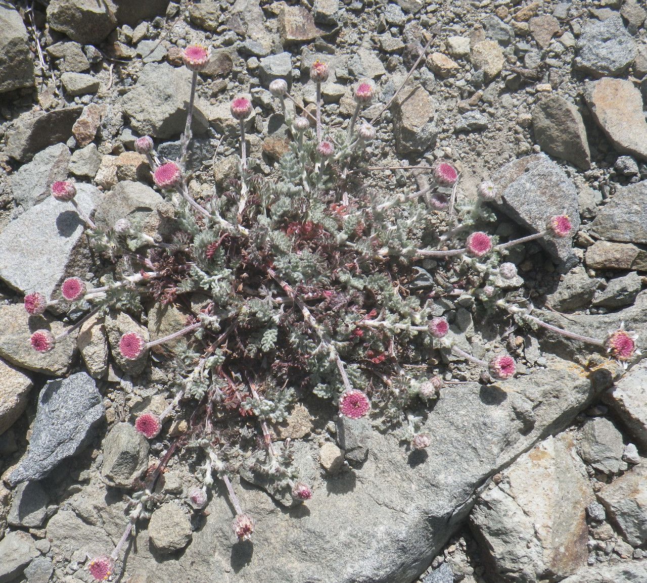 Anthemis plutonia habit