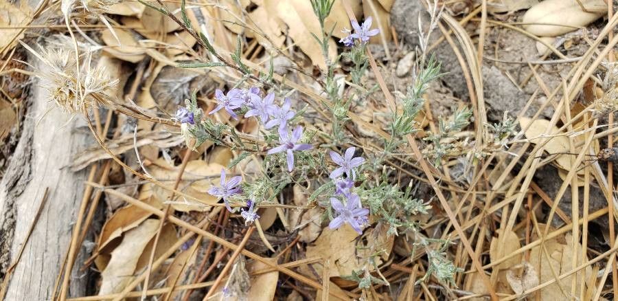 Ipomopsis pumila — search result for 'Ipomopsis'