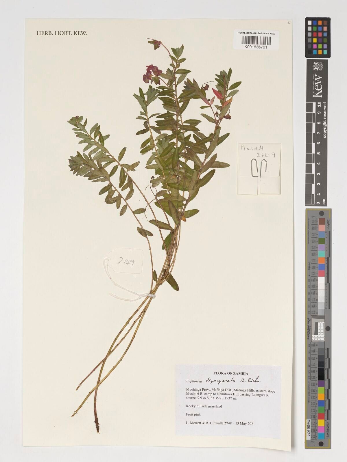 Euphorbia depauperata — houseplant care guide