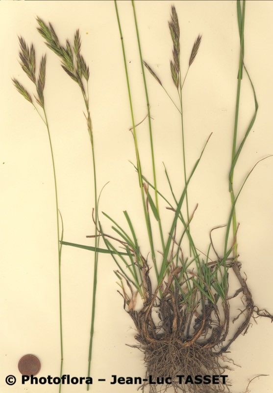 Bromus pannonicus — search result for 'Bromus'